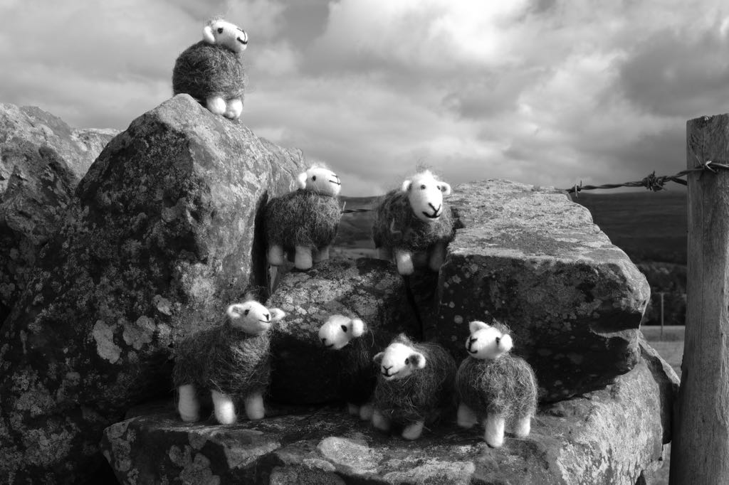 A-flock-of-needle-felted-Herdwicks